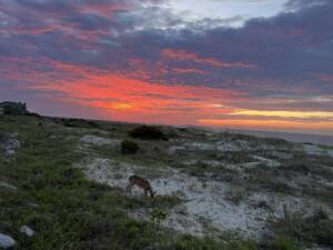 morning run sunrise with dear