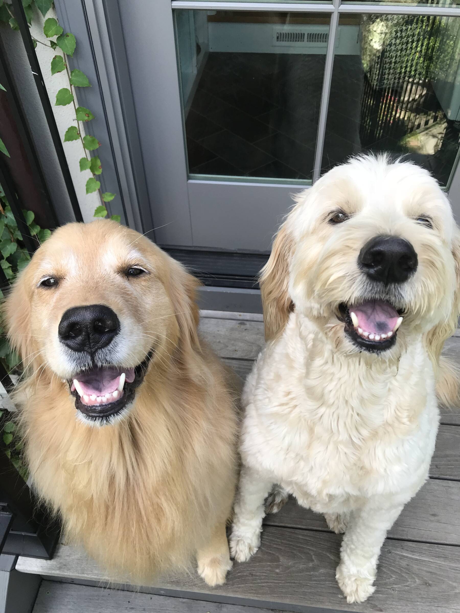 Expert Tips How to Run with Your Dog The Mother Runners