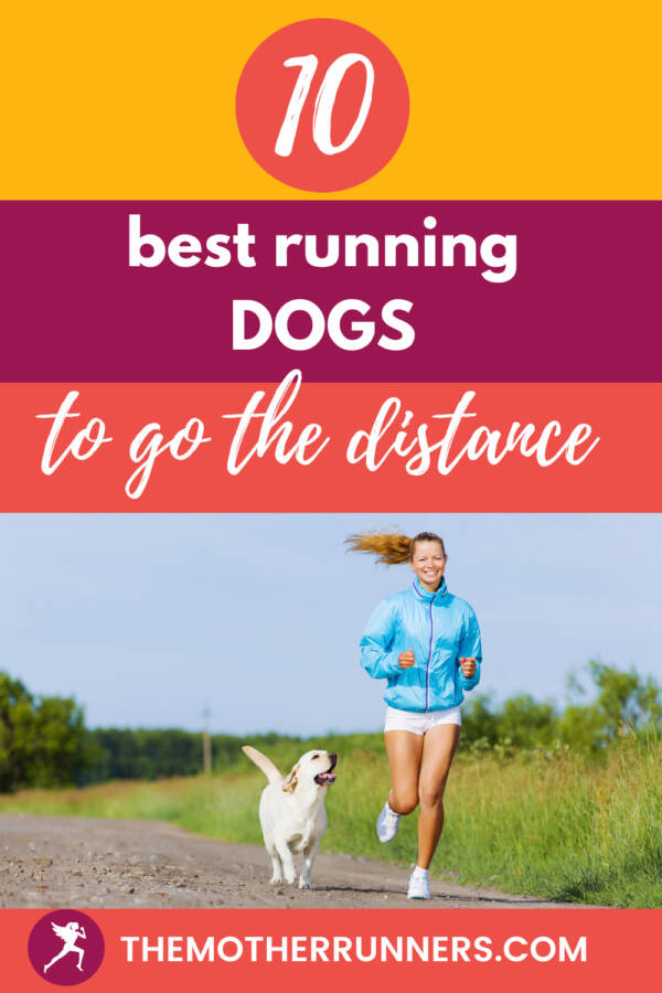 Top 10 Best Running Dog Breeds The Mother Runners