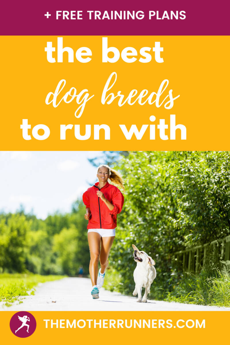 Top 10 Best Running Dog Breeds The Mother Runners