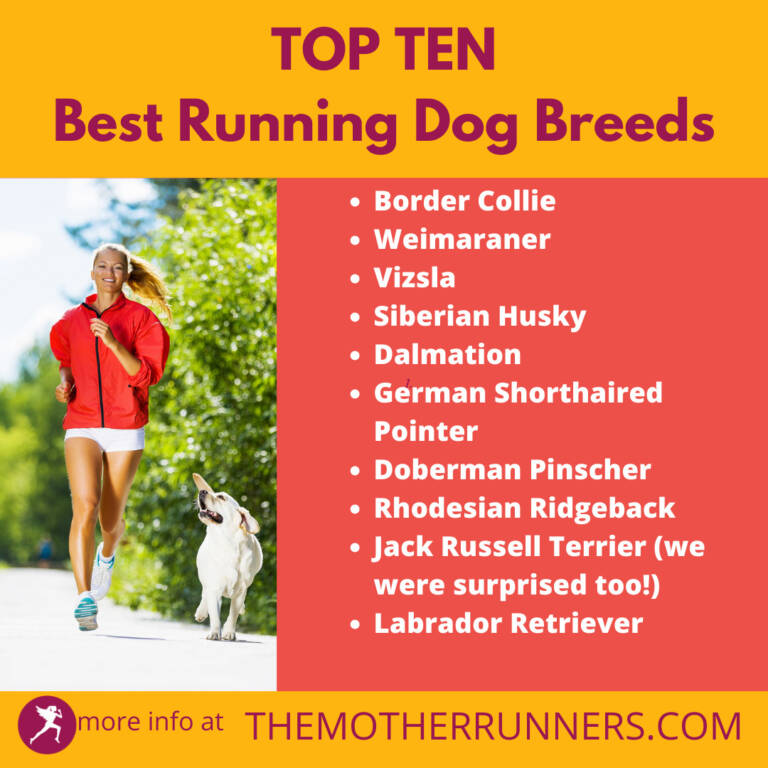 Top 10 Best Running Dog Breeds The Mother Runners